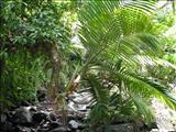 Bosque Nacional El Yunque - LUQUILLO